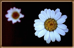 Bienvenido al weblog margaritas